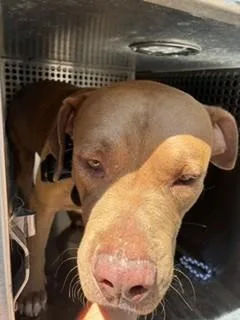 An adult large-sized male Pit Bull Terrier dog named Armadillo for adoption in Mesa, AZ