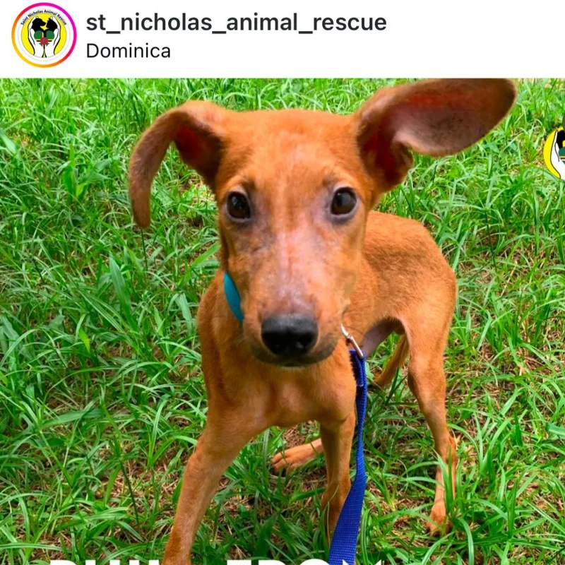 A baby medium-sized male Black Mixed Breed dog named Phil for adoption in Tampa, FL