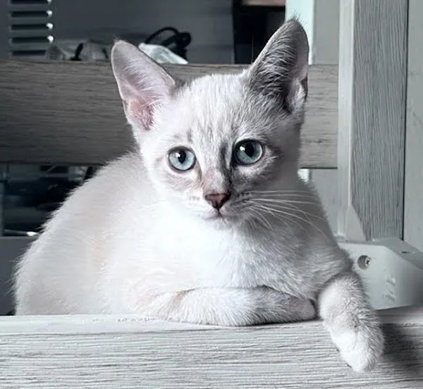 A baby small-sized male Siamese cat named Amele for adoption in Bonsall, CA
