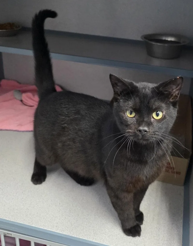 An adult medium-sized female Tabby (Gray / Blue / Silver) Tabby cat named Tiny for adoption in Knoxville, IA