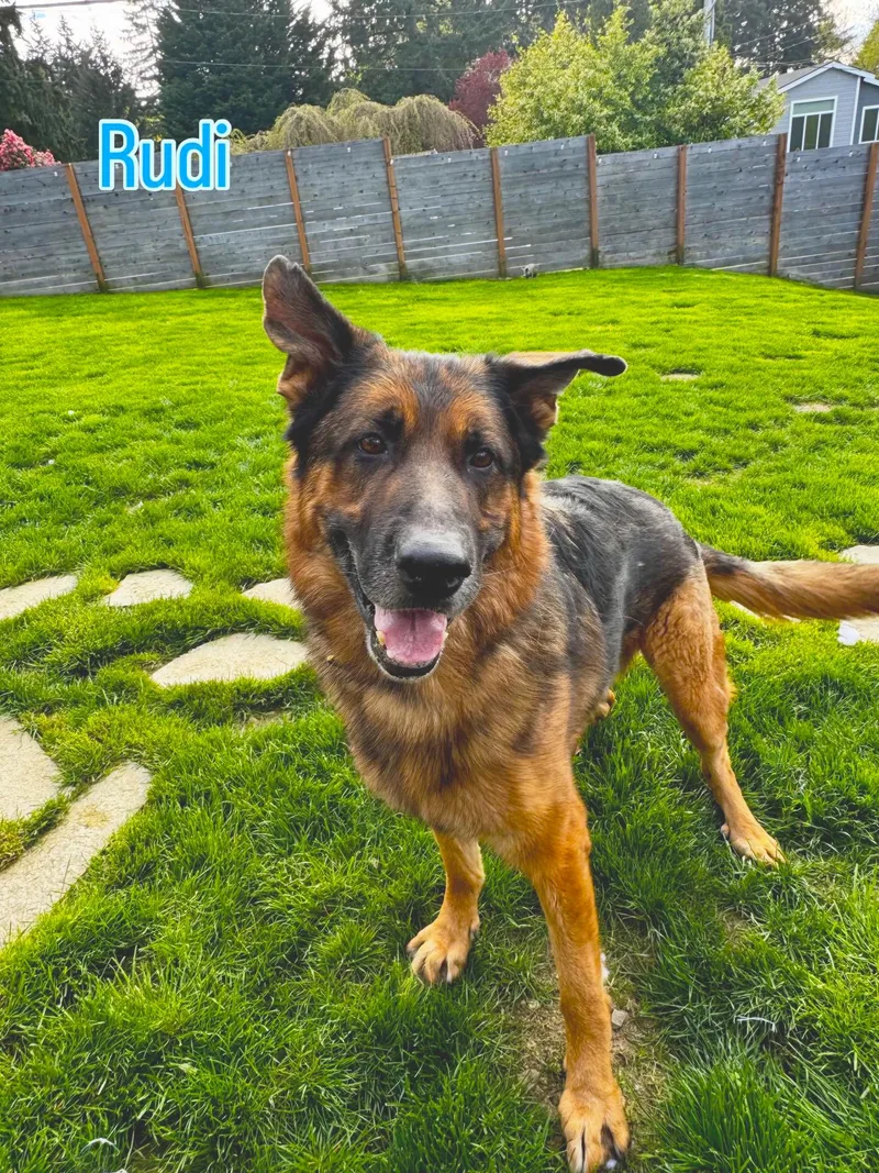 An adult large-sized male Black German Shepherd Dog dog named Rudi for adoption in Bellevue, WA