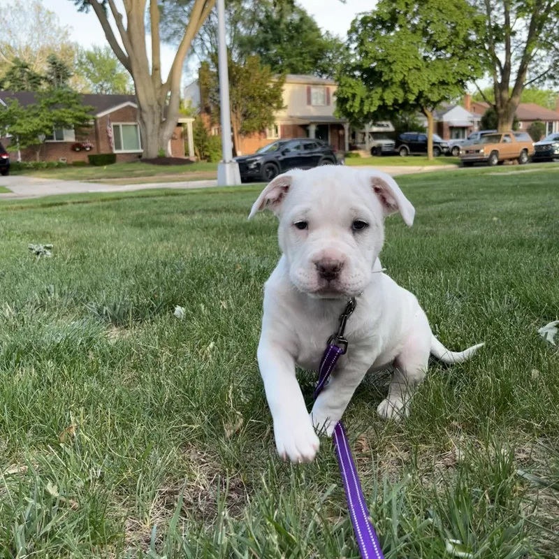 A baby medium-sized male White / Cream Pit Bull Terrier dog named Diego for adoption in Wyandotte, MI