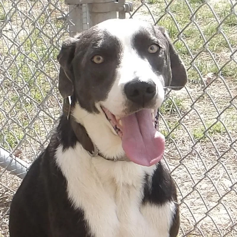 A young large-sized male Mixed Breed dog named Loki for adoption in Gloucester, VA