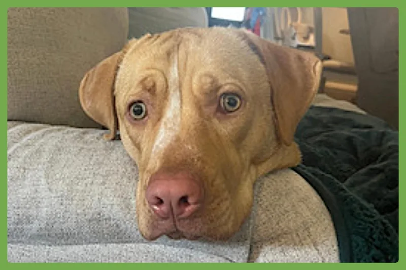 A young medium-sized female Apricot / Beige Labrador Retriever dog named Rosie for adoption in Amherst, MA