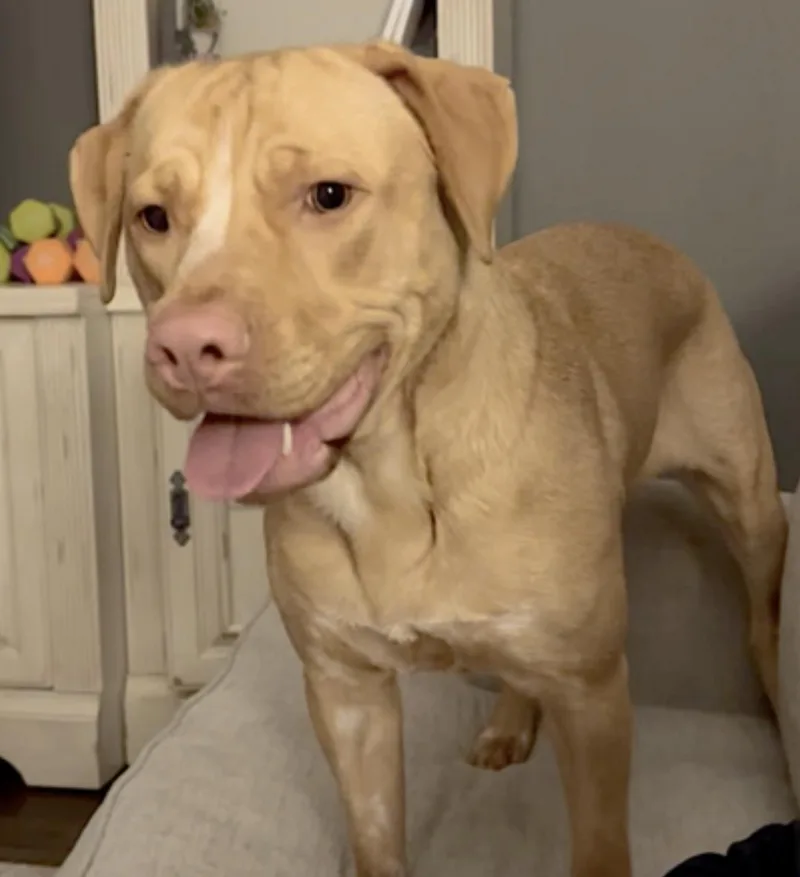 Rosie thumbnail 4