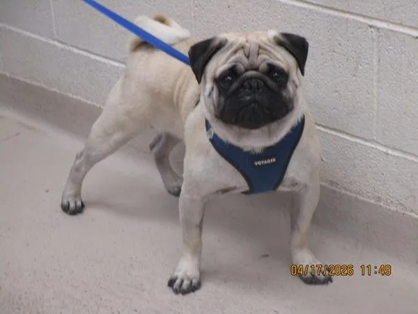 A young small-sized male Pug dog named Odie for adoption in Marietta, GA