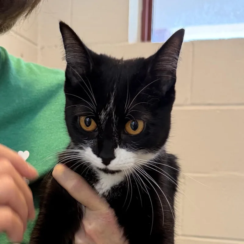 A young medium-sized female Black & White / Tuxedo Domestic Short Hair cat named Shadow for adoption in Slidell, LA