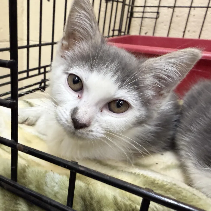 A baby medium-sized male Gray & White Domestic Short Hair cat named Parmesan for adoption in Wantagh, NY
