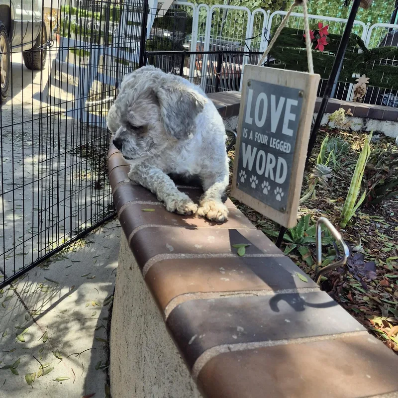 A young small-sized male White / Cream Miniature Poodle dog named Mr schnoodle for adoption in Manhattan Beach, CA