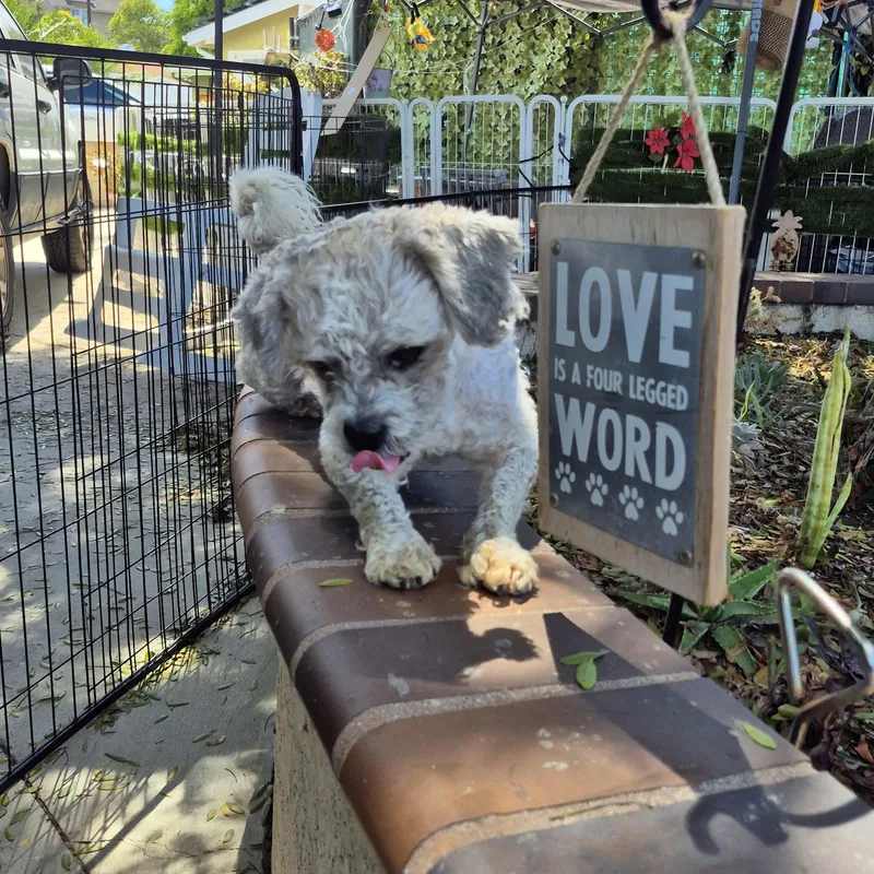 Mr schnoodle thumbnail 2