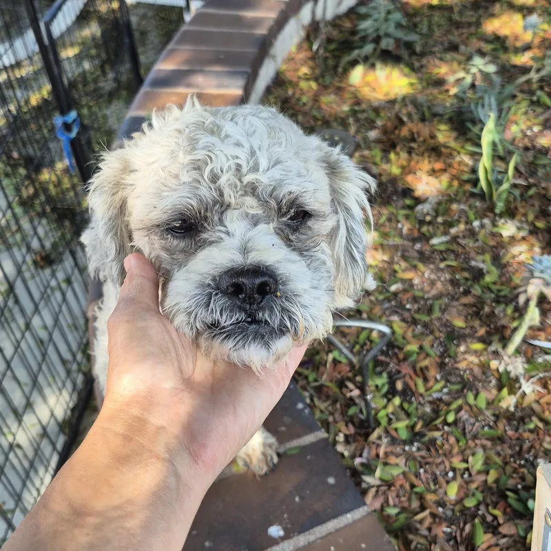 Mr schnoodle thumbnail 4