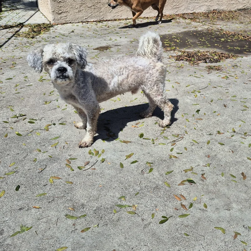 Mr schnoodle thumbnail 5