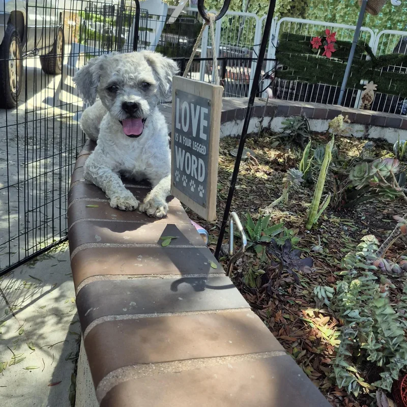 Mr schnoodle thumbnail 6