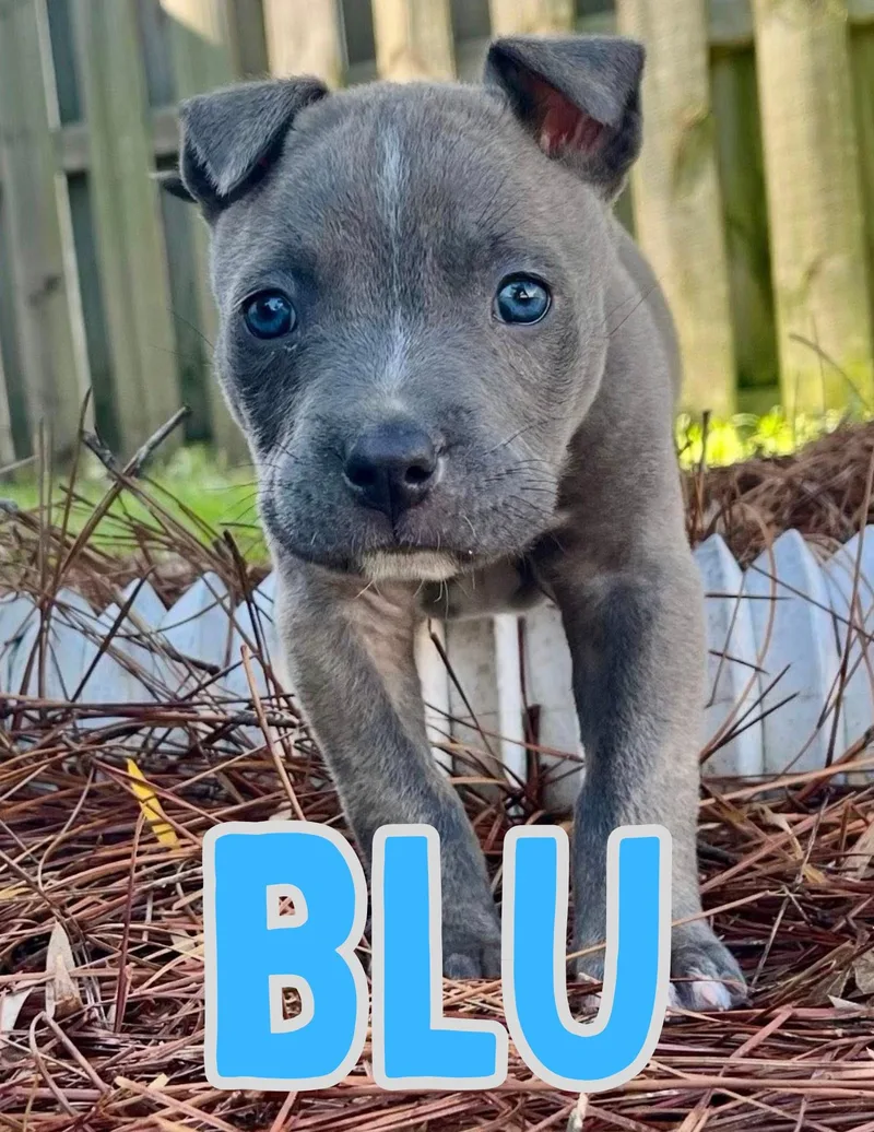Blu