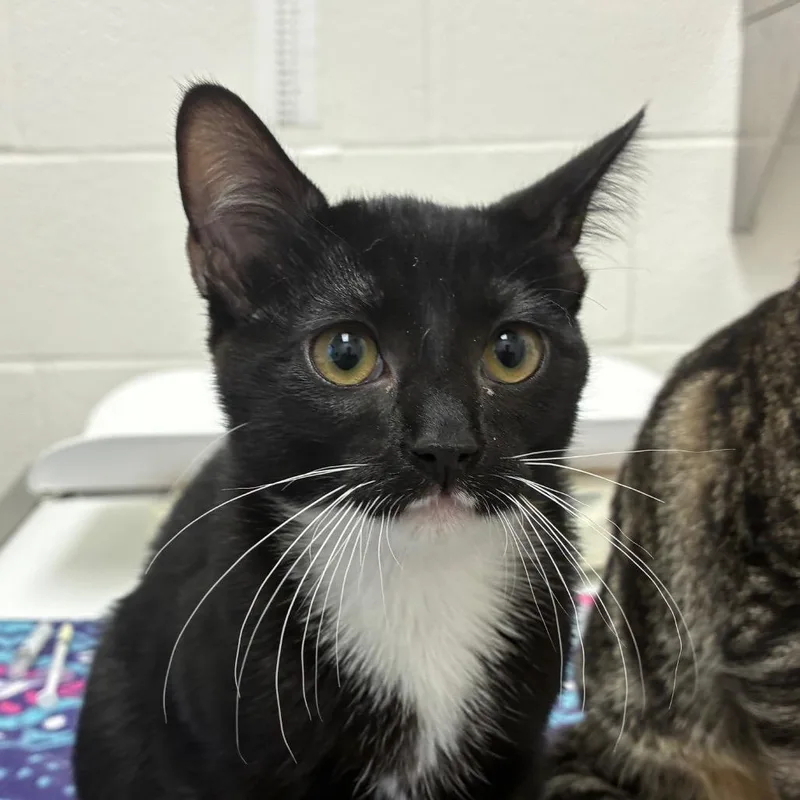 A baby small-sized female Black Domestic Short Hair cat named Lillian for adoption in Corpus Christi, TX