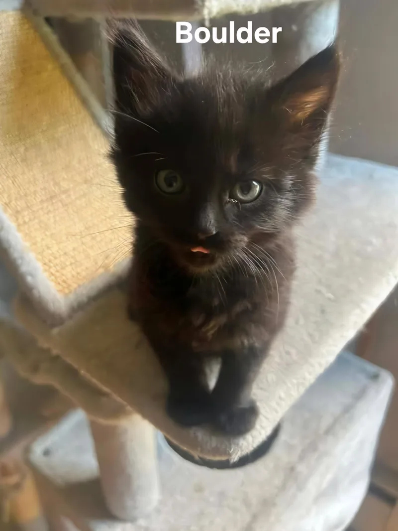 A baby medium-sized male Black Domestic Medium Hair cat named Boulder for adoption in Chicopee, MA