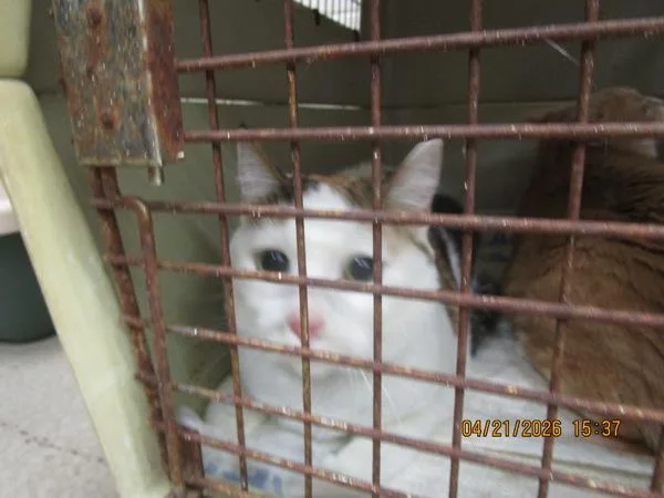 A senior large-sized female Domestic Medium Hair cat named Cassie for adoption in Marietta, GA