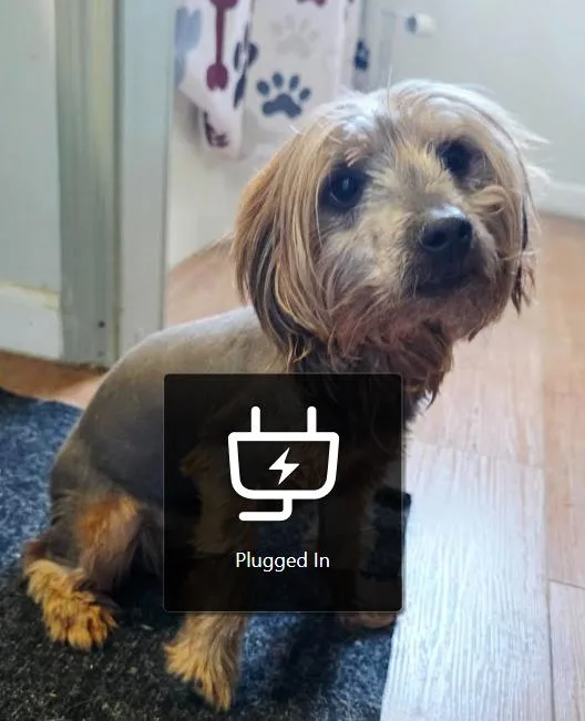 Sunny thumbnail 5