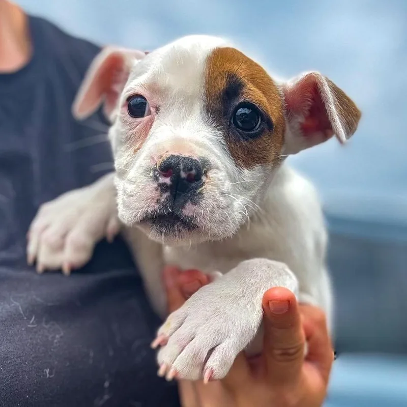 A baby small-sized female White / Cream Mixed Breed dog named Katya for adoption in Springboro, OH