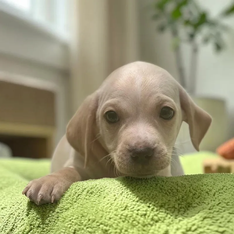 A baby medium-sized male Spaniel dog named Bloom Pup Gardenia for adoption in San Diego, CA