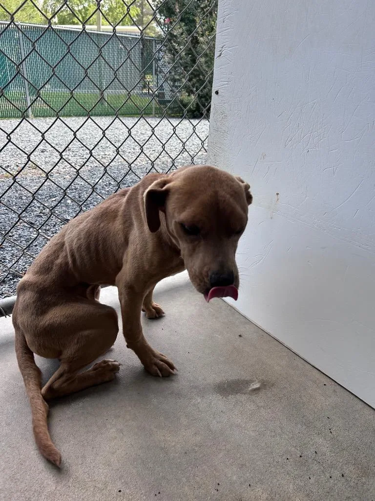 An adult medium-sized male Mixed Breed dog named Jc for adoption in Mount Gilead, NC