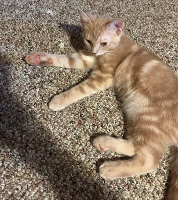 A baby medium-sized male Tabby (Buff / Tan / Fawn) Domestic Short Hair cat named Nutmeg for adoption in Chambersburg, PA