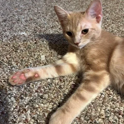 Nutmeg thumbnail 4