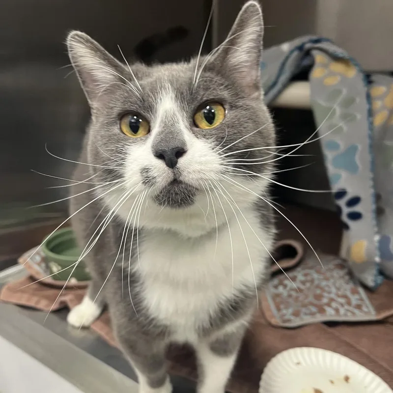 An adult large-sized female Gray / Blue / Silver Domestic Short Hair cat named Sweet Pea for adoption in Fort Wayne, IN
