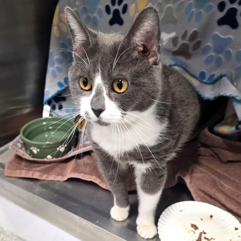 Sweet Pea thumbnail 3