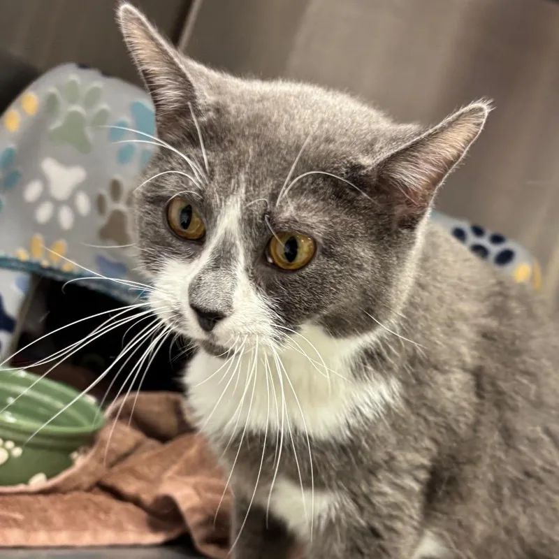 Sweet Pea thumbnail 4