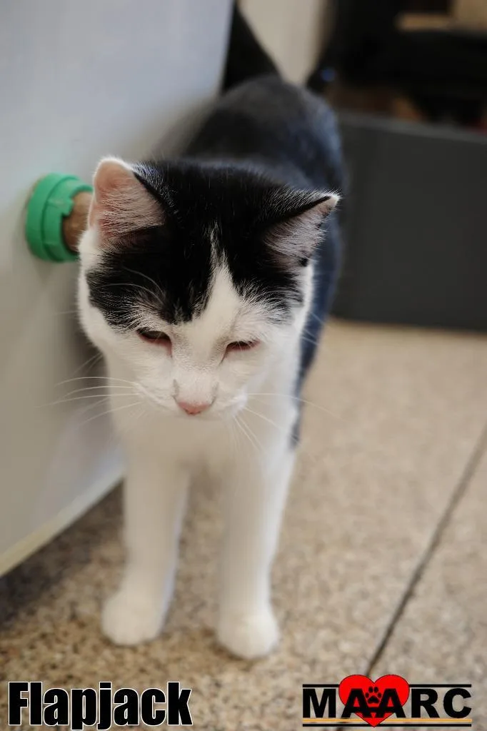 A young medium-sized male Domestic Short Hair cat named Flapjack for adoption in Maryville, TN