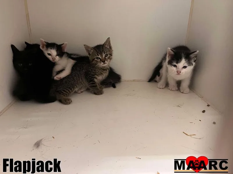 Flapjack thumbnail 2