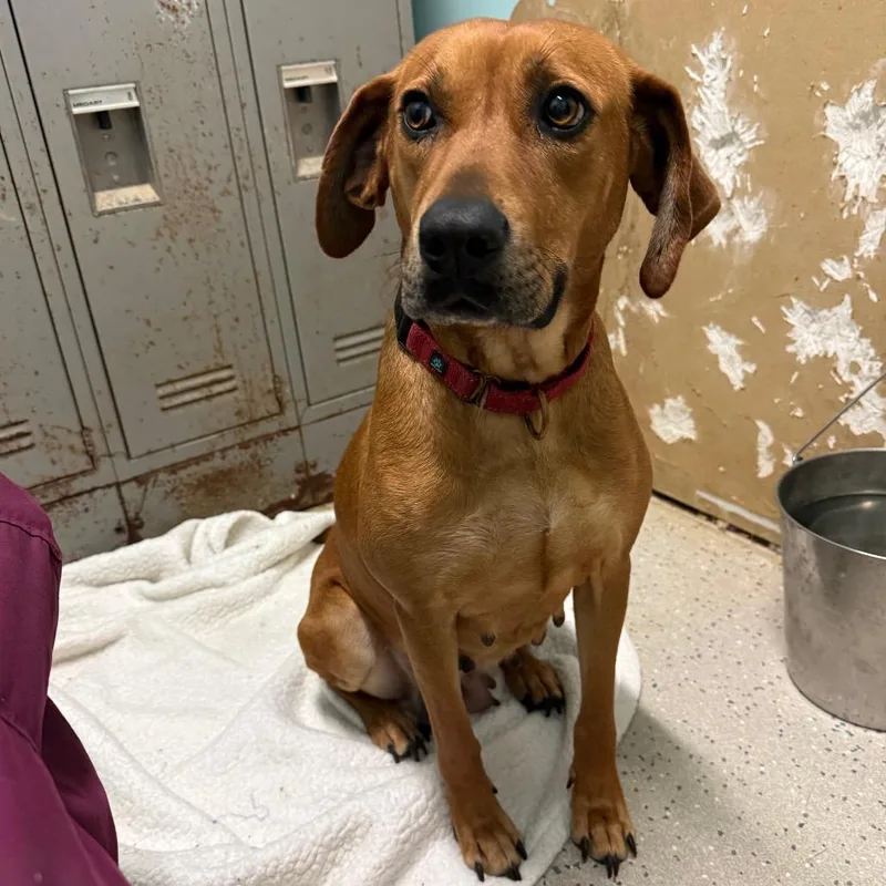 A young large-sized female Red / Chestnut / Orange Mixed Breed dog named Roxy for adoption in Bennettsville, SC