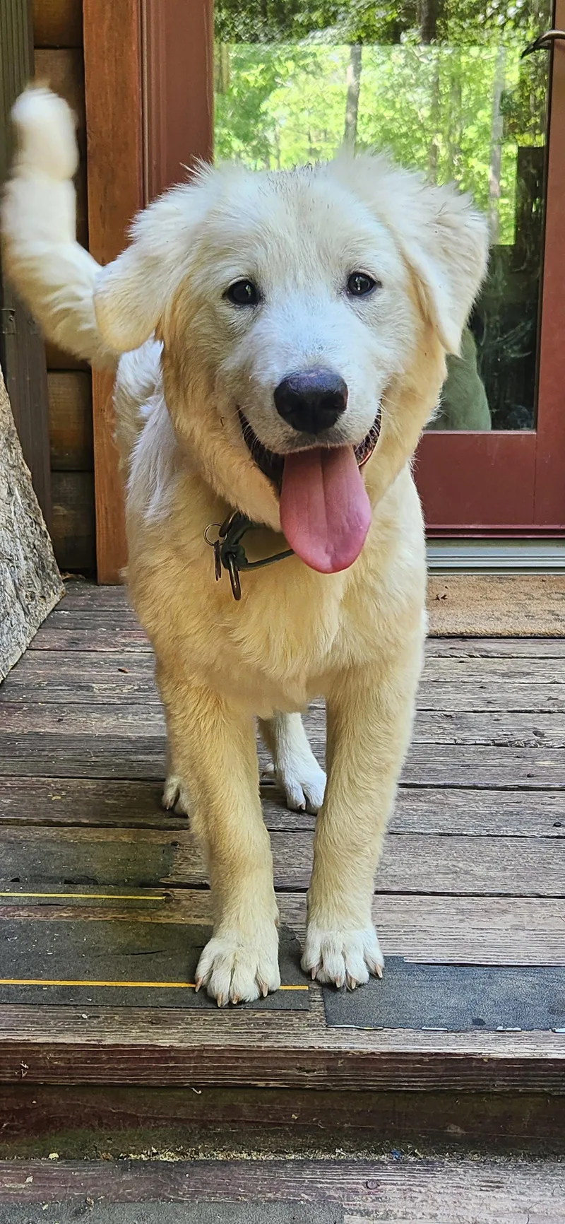 A young extra large-sized female Great Pyrenees dog named Velma for adoption in Pittsboro, NC