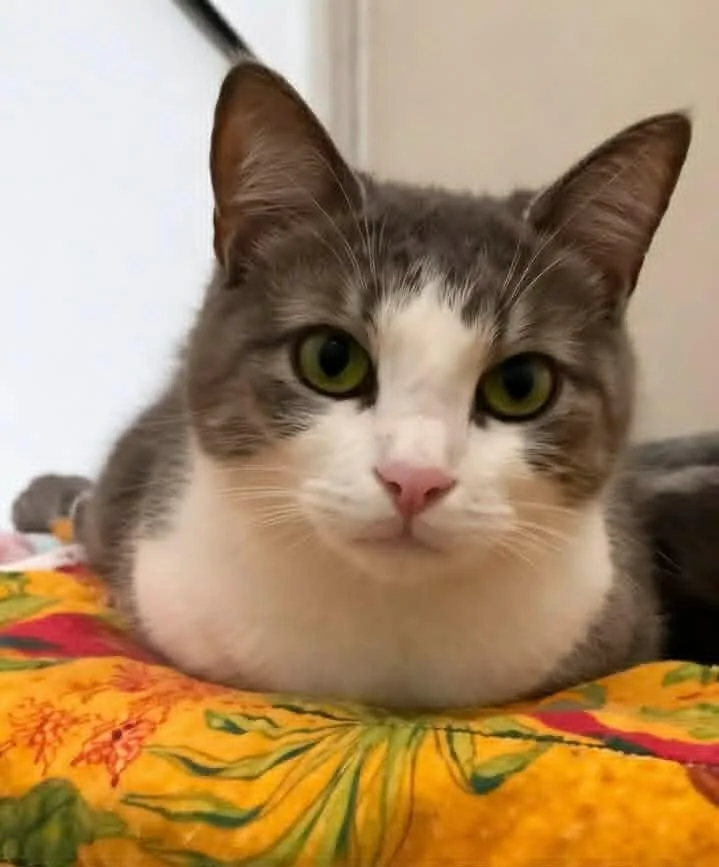 A young small-sized female Domestic Short Hair cat named Sharon for adoption in Columbia, TN