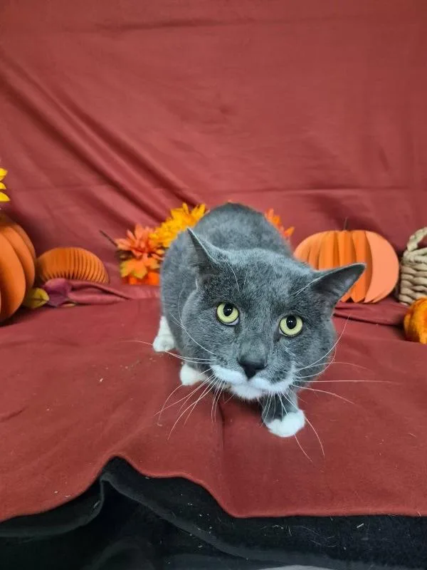 An adult small-sized male Domestic Short Hair cat named Gideon for adoption in Morristown, TN