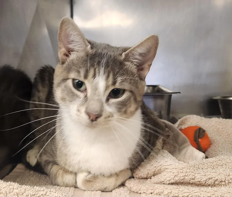A young medium-sized female Tabby (Gray / Blue / Silver) Domestic Short Hair cat named Marina for adoption in Clayton, NJ