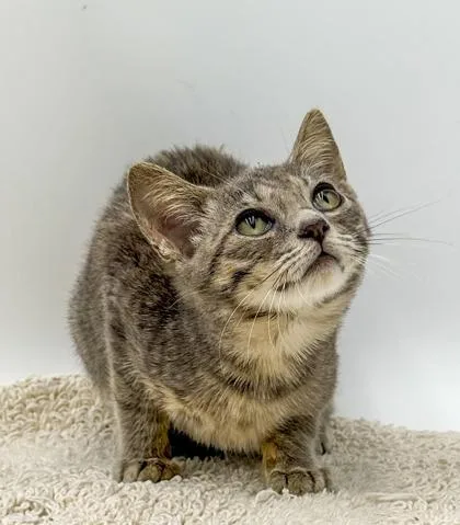 A young small-sized male Domestic Short Hair cat named Miller for adoption in Bowling Green, KY