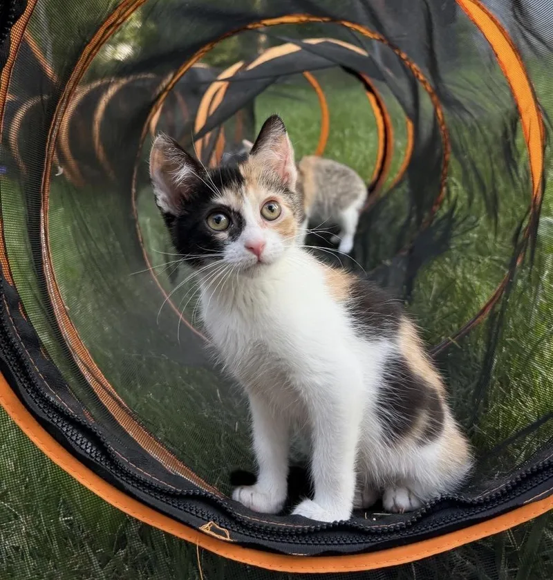 A baby small-sized female Orange & White Domestic Short Hair cat named Meteor for adoption in Mishawaka, IN