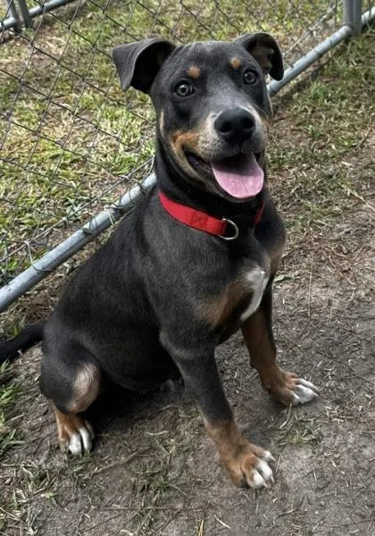 A young medium-sized male American Staffordshire Terrier dog named B Dumplin for adoption in North Charleston, SC