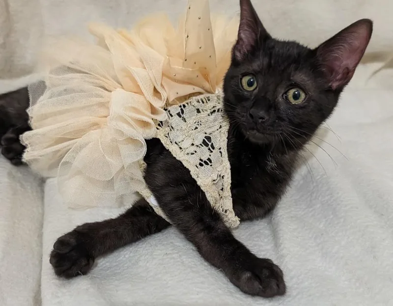 A baby medium-sized female Domestic Short Hair cat named Elowyn for adoption in Youngsville, NC