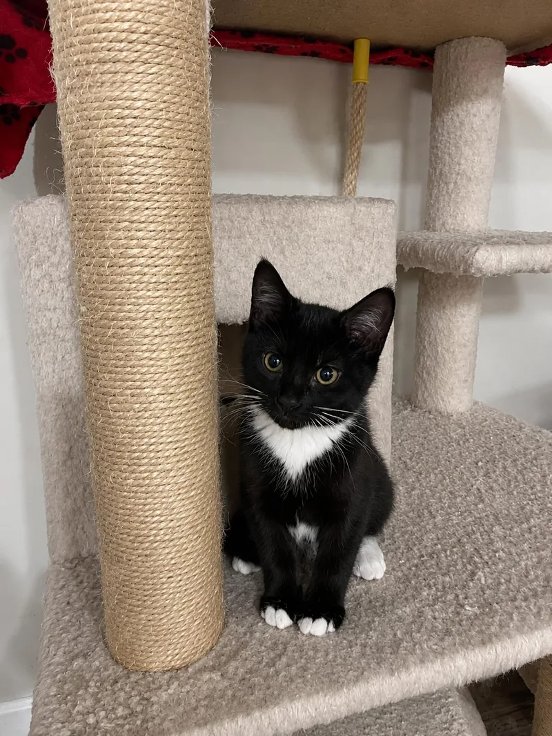 A young medium-sized female Black & White / Tuxedo Domestic Short Hair cat named Scarlett for adoption in Belchertown, MA