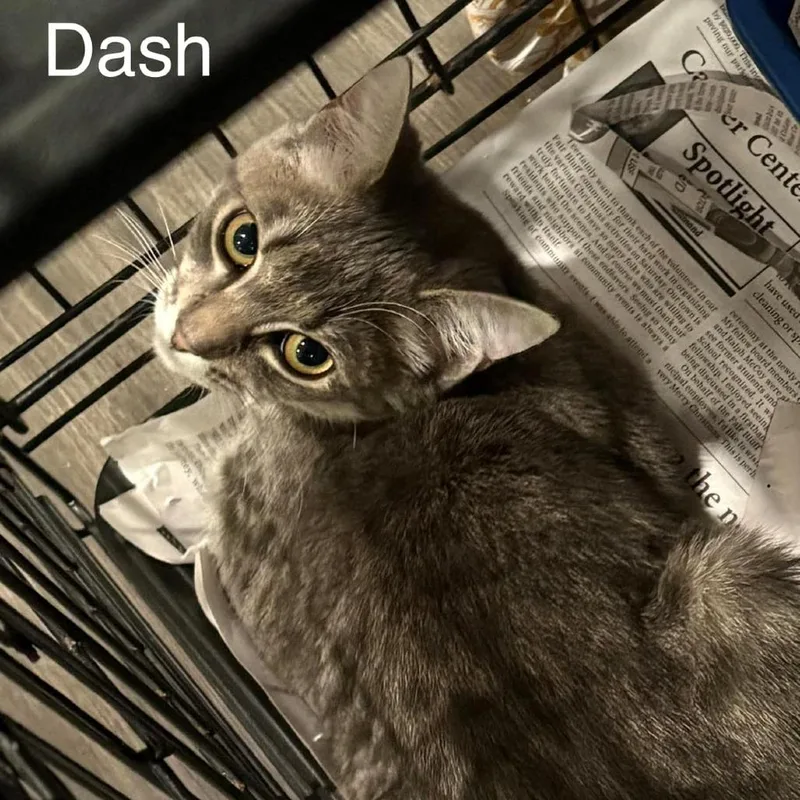 Dash