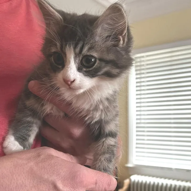 A baby small-sized male Gray / Blue / Silver Domestic Long Hair cat named Vespasian for adoption in Winchester, VA