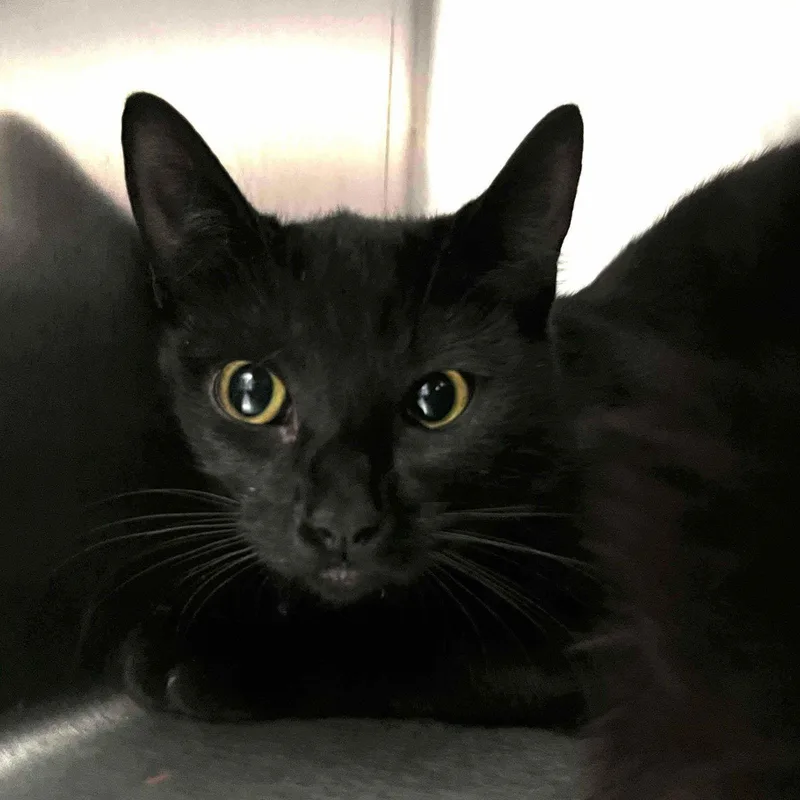 Francesca thumbnail 2