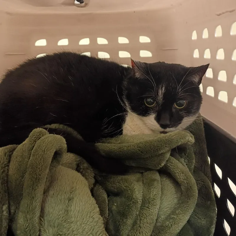 A senior medium-sized female Black Domestic Short Hair cat named Noodlez for adoption in Lynchburg, VA
