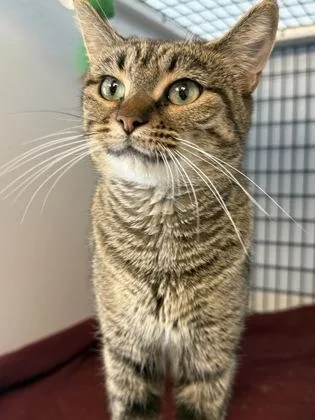 An adult medium-sized female Domestic Short Hair cat named Aphrodite for adoption in Mount Pleasant, IA