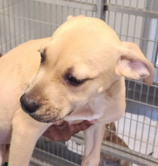 A young medium-sized male Terrier dog named Broccoli for adoption in Hilton Head Island, SC