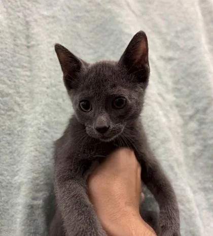 A baby small-sized male Domestic Short Hair cat named Alfonso Ribeiro for adoption in Honolulu, HI