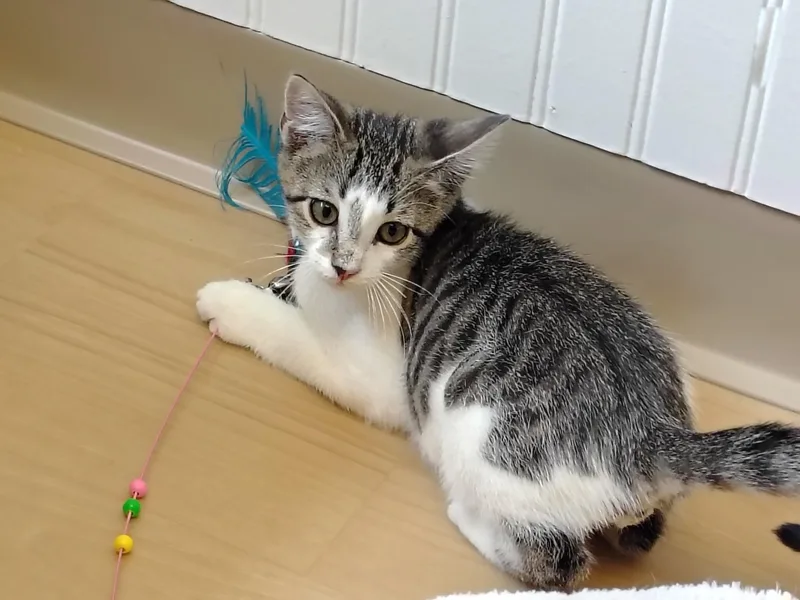 A baby medium-sized male Tabby (Gray / Blue / Silver) Tabby cat named Ravioli for adoption in Montour Falls, NY